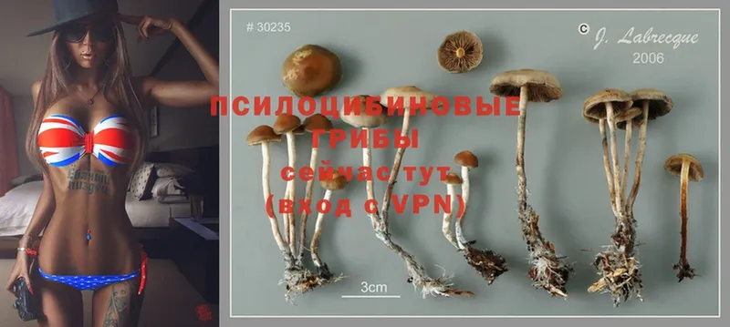 Галлюциногенные грибы Cubensis  сколько стоит  Николаевск 